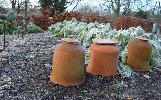photo of a frozen garden
