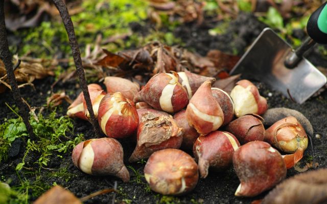 Photo of bulbs to be planted