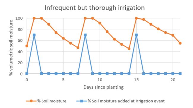 Graph showing infrequent but thorough irrigation